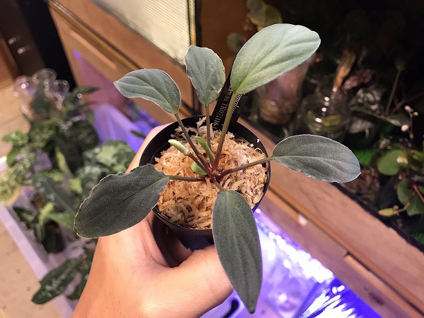 ホマロメナ(Homalomena sp) 5株セット　色々な便詰め合わせ 5. Homalomena sp. Kabupaten Karo Sumatra Utara T-270424 ホマロメナ